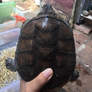 Common Snapping Turtle (CST) Male