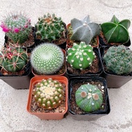 Compact Cactus plants Selection *Succulent *Gift* Echeveria Flowering profusely  Easy-to-Care Indoor
