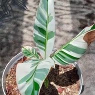 BIBIT TANAMAN HIAS PISANG VARIEGATA - POHON PISANG VARIEGATA