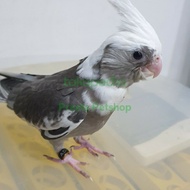 Falk White Face