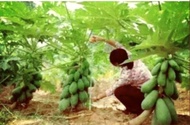 100 biji benih benih betik sekaki dwaft papaya seeds 1 foot papaya ( 20.01.2022 tarikh siap proses biji benih)