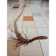 Rotan songsang akarr