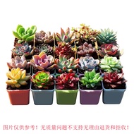 Heart Like Succulent Plants Pot Combination Flower Indoor with Pot Ruby Jade Dew Luxury Succulent Pot