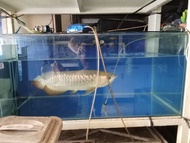 Ikan Arwana Golden Red Ukuran +-40cm  Kondisi : Sehat, Sirip Mulus, Panjang 40cm an