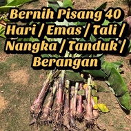 🇲🇾Ready Stock🇲🇾Anak Benih Pokok Pisang Berangan / Emas / Nangka / Rastali / 40 Hari / Boyan / Tanduk