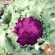 ❀☋Purple Graffiti Cauliflower Seeds - Purple Cauliflower Seeds - Rare Vegetable Seeds - Heirloom See