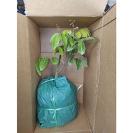 Anak Pokok Mata Kucing/ Longan Lada Hitam / Anak Pokok Longan Tangkai Emas. All hybrid.