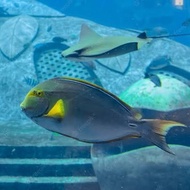 ikan hias air laut - botana sirip kuning jumbo