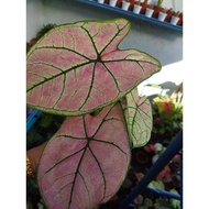Red plum caladium / Caladium hybrid / pokok keladi viral / keladi batik mawi