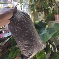 Soil Mix Aroid – Media Tanaman Siap Pakai