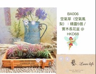 BA006 精靈5個+實木長花盆 。（#空氣鳳梨 #空氣草 #精靈 #電燙卷#大霸王#辦公室 植物）