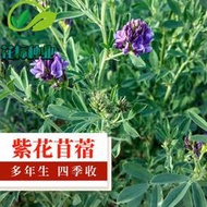 【多西多】紫花苜蓿種子多年生飼用苜蓿草籽牧草魚豬牛羊兔雞鴨鵝飼料草種籽
