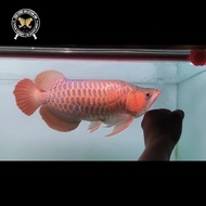 Ikan arwana super red king 44cm anatomy s