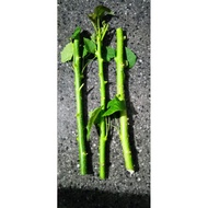 tuba tuba plant cuttings 3 pcs