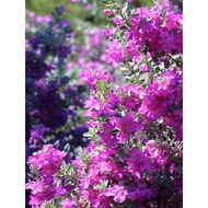 Pokok Pagar Texas sage/Allamanda/Phyllanthus/Carmona - Seri Bjaya #Gardening Outdoor Plant Pokok Hid