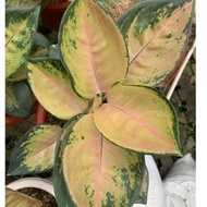 SULTAN BRUNEI - TANAMAN HIAS AGLONEMA / AGLAONEMA ENIG.METU