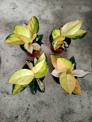 Aglaonema Golden Emperor Rare plant. Keladi Aglaonema