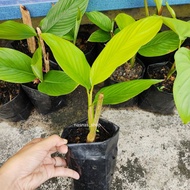 Anak Pokok Daun Lerek dalam polybag Lirik Daun Balut Lemang Balut Ikan Bakar