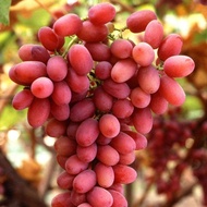 1 ต้น องุ่นติดตา ตอใหญ่ แข็งแรง โตไว พร้อมให้ลูกใน 6 เดือน ต้นตอสูง 80 ซม ผลสวย กรอบ อร่อย Grape Plant สายพันธุ์ Crimson Seedless Grape Vine