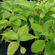 Anak Pokok Ketum Ayam