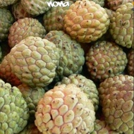 Anak pokok buah Nona