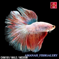 Betta Fish Halfmoon Pink Red Cupang Hias Halfmoon CHM1181