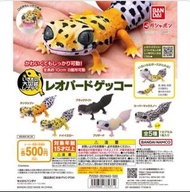 全新Bandai 扭蛋 生物大圖鑑 豹紋守宮 全5種