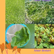 Duckweed Hydrilla Water Plant Floating Aqua Kiambang Salvinia Floating Moss Pokok Aquarium 槐叶萍 蜈蚣萍浮萍