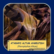 IKAN HIAS AIR TAWAR - ANGELFISH ALTUM ATABAPO / MANFISH ALTUM ATABAPO (WC)