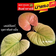 ใหม่...เสน่ห์จันทร์บุษราคัม (ด่างมิ้น ชมพู) ""ส่งต้นที่ด่างแล้ว ไม่ต้องลุ้นด่าง"" (Homalomena 'sp Mint)