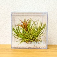 壓克力空氣鳳梨展示盒 辦公室植物 無土植物 懶人植物