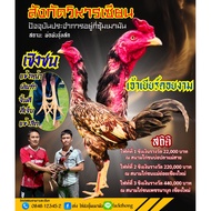Chicken Fighting Eggs/Blood Chickens 1