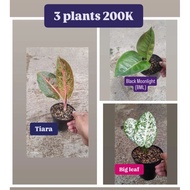 Paket 3 Aglonema 200K = Tiara, BML/Black Moonlight & Big Leaf