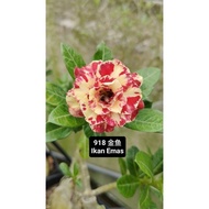 Adenium Obesum Bonsai ID 918 Ikan Emas 金鱼 富贵花