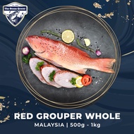 FRESH Red Grouper 7 Star 七星斑 Wild Caught (Whole)