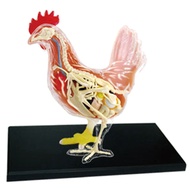 (YOWK) Red and White Chicken 4D Master Puzzle Assembling Toy Animal Biology Organ Anatomical Teachin
