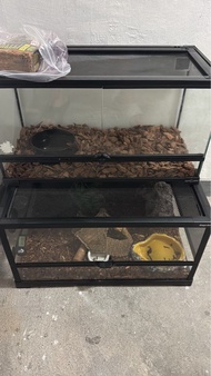 爬蟲飼養箱 玻璃箱 爬箱