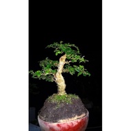 Bonsai mini Serut yeglki 3681rq