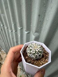 V兜、龍舌蘭、螃蟹