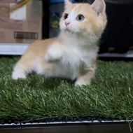 kucing munchkin british shorthair jantan red tabby
