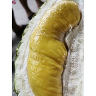 Fresh Durian Musang King D197 | XO D24 | Bentong Raub Durian [Door to Door Service available]