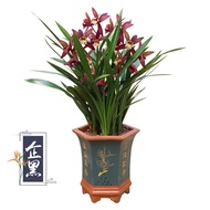 [Local Seller]Seven-Season Orchid Seedlings Blue Black Four Seasons Orchid Blacklisting Fragrant Flowers and Green Plant