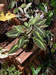 Begonia listada 貓眼秋海棠