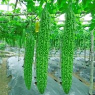 AMPALAYA LONG SEEDS（ 10 Seeds ) - Long Green Variety Bitter Gourd seeds