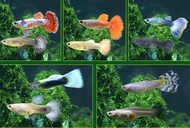 Premium Guppy Fish x4 (2 Male + 2 Female) | Live Ornamental Fish | Healthy & Handpicked