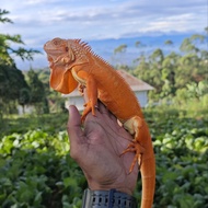 red albino crimson iguana grade super juara 1 jantan