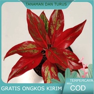 Aglonema red lipstik siam aurora (Tanaman hias aglaonema red lipstik siam aurora) - tanaman hias hidup - bunga hidup - bunga aglonema - aglaonema merah - aglonema merah - aglaonema murah - aglaonema murah