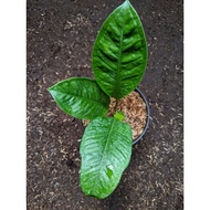 Anthurium Levis Plants