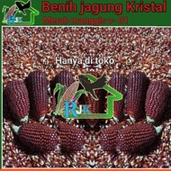 Benih jagung kristal Merah manggis