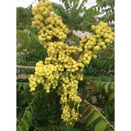 Sweet gooseberry tree, grafted tree, bears fruit after 4 months